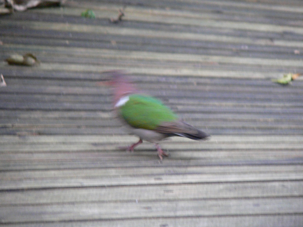 Pacific Emerald Dove - ML281248521