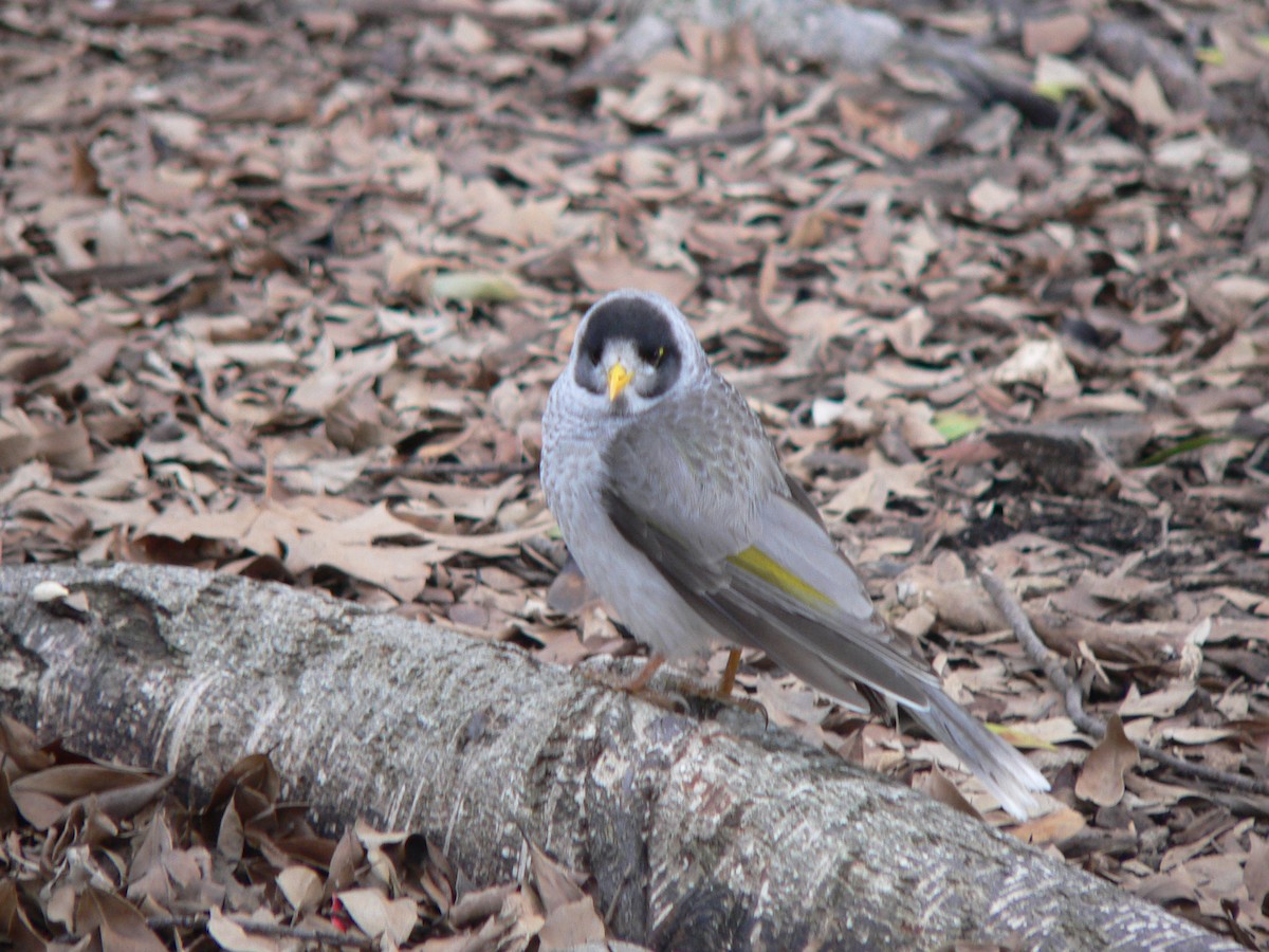 Noisy Miner - ML281248791