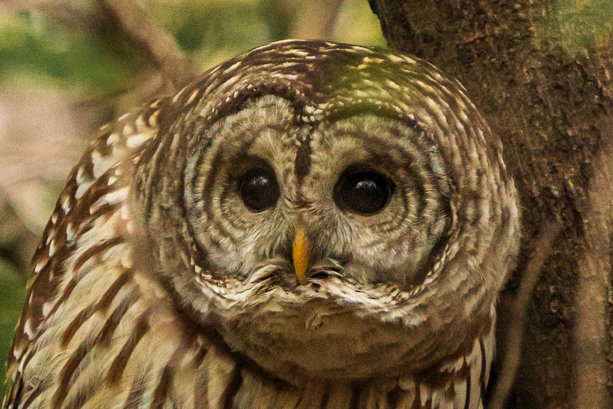 Barred Owl - ML281249761