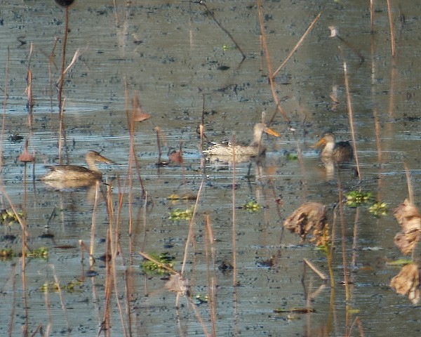 Northern Shoveler - ML281250271