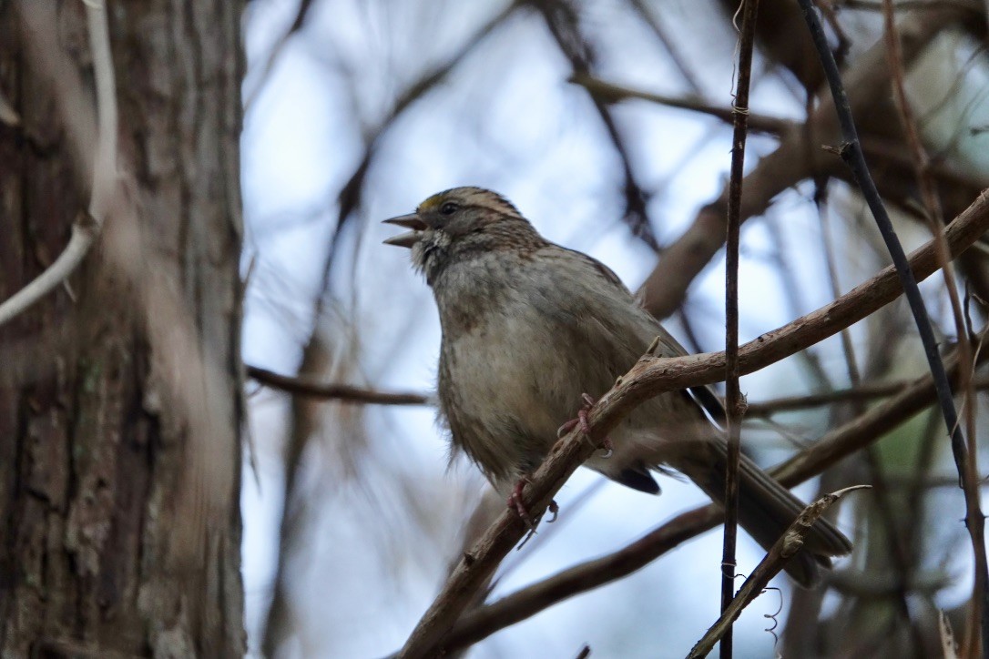 White-throated Sparrow - ML281252651