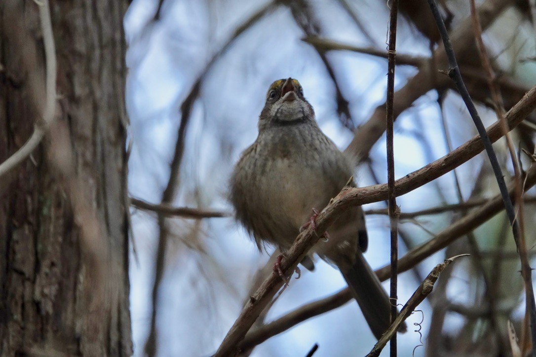 White-throated Sparrow - ML281252671
