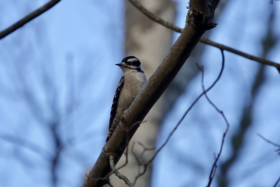 Downy Woodpecker - ML281252951