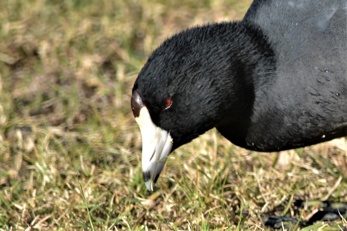 American Coot (Red-shielded) - ML281254091