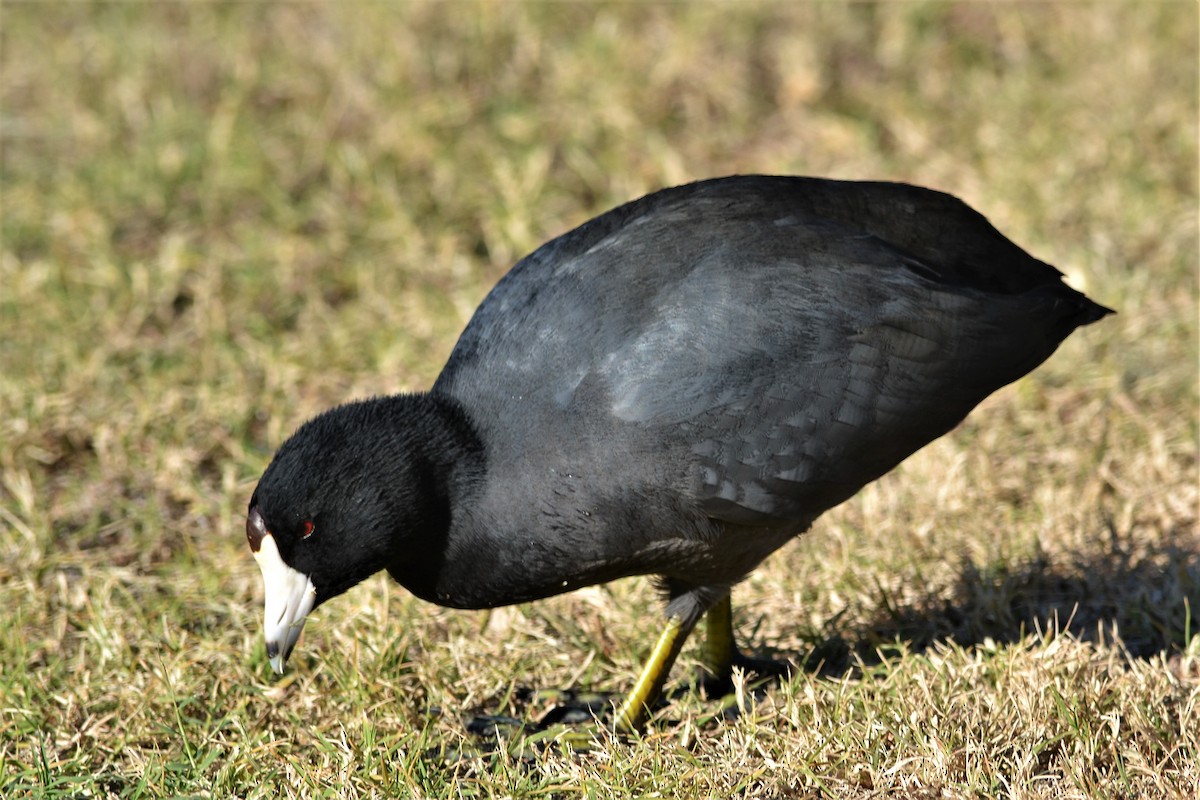 American Coot (Red-shielded) - ML281254111