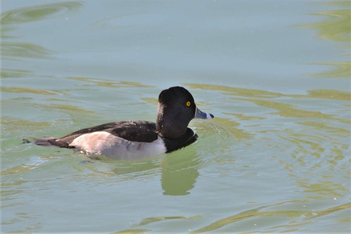 Ring-necked Duck - ML281254331