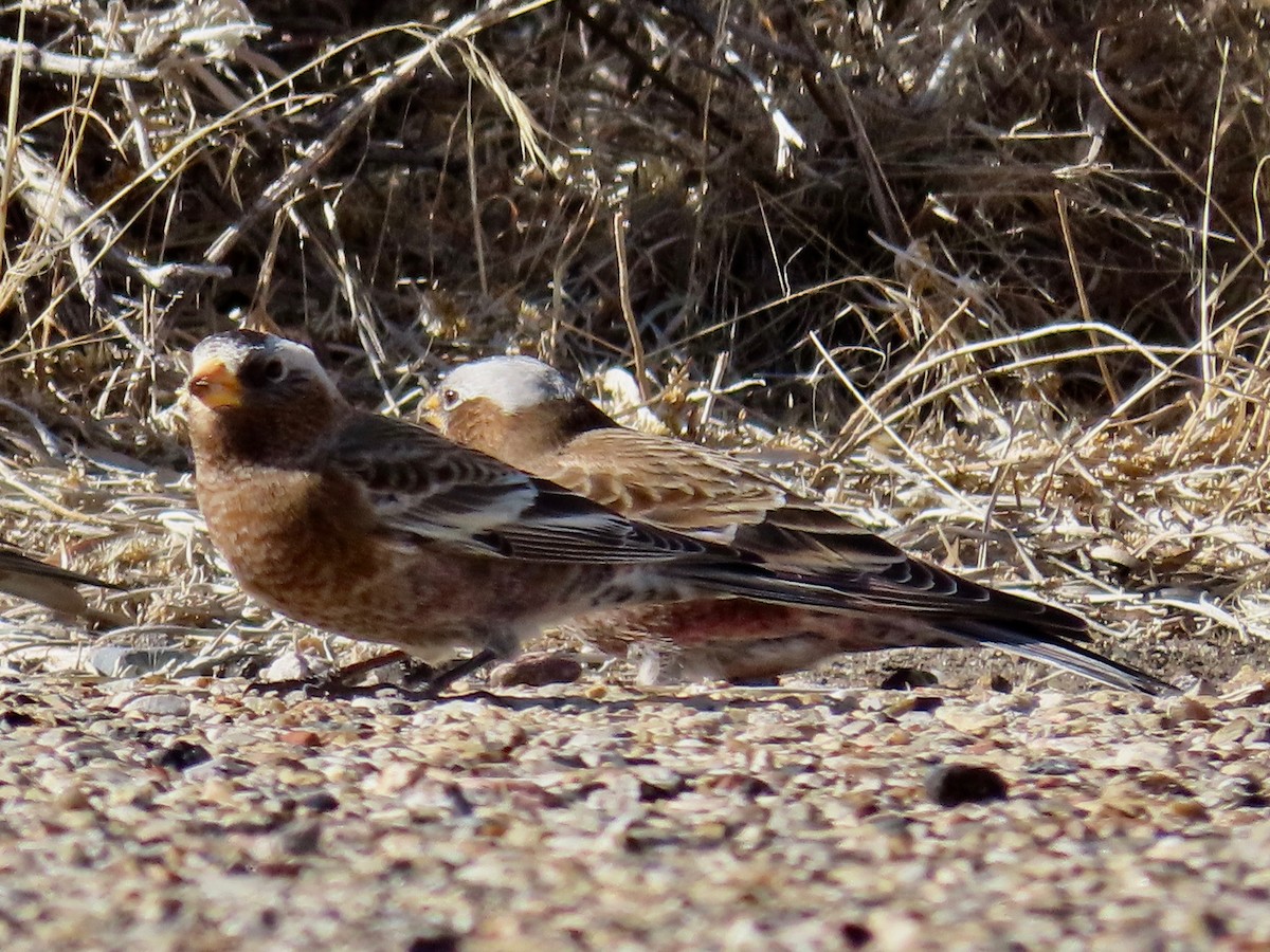 Gray-crowned Rosy-Finch - ML281255321