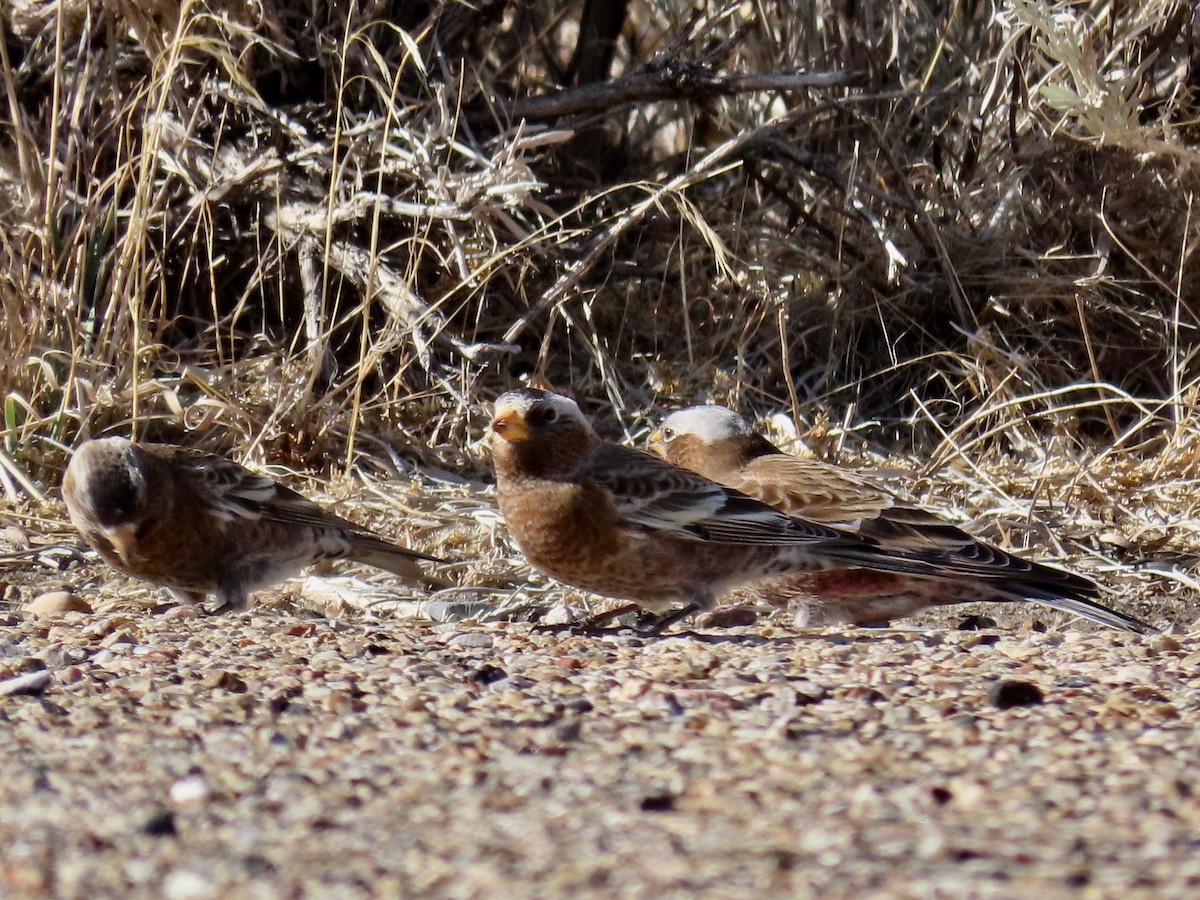 Gray-crowned Rosy-Finch - ML281255361