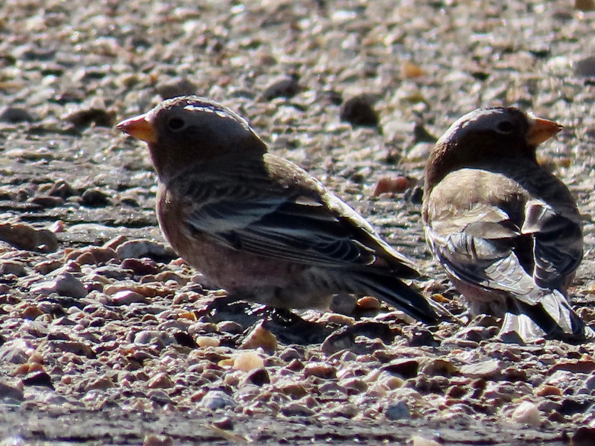 Gray-crowned Rosy-Finch - ML281255401
