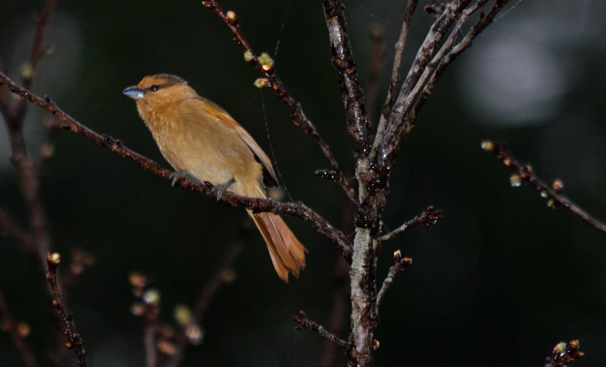 Brown Tanager - LUCIANO BERNARDES