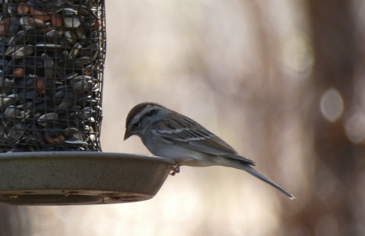 Chipping Sparrow - ML281258121
