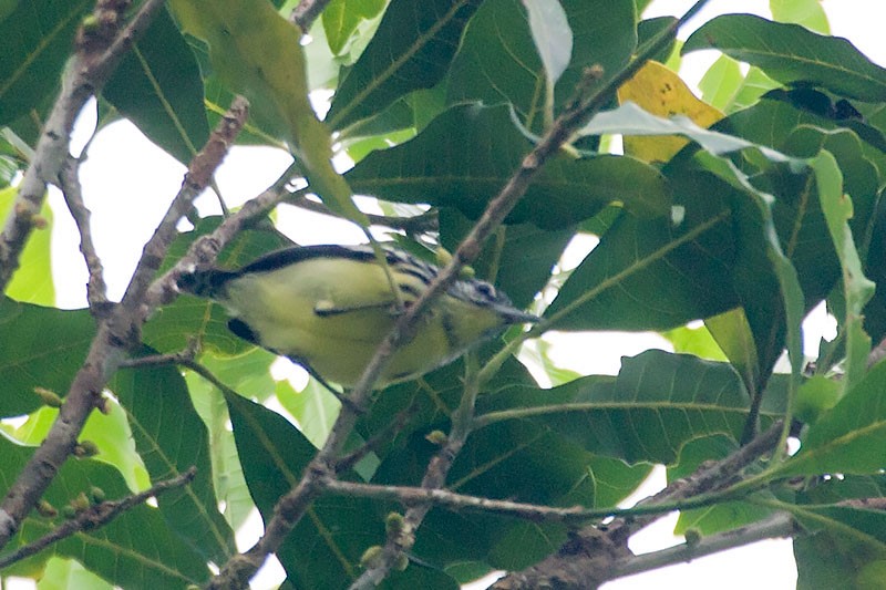 Yellow-throated Antwren - ML281258261