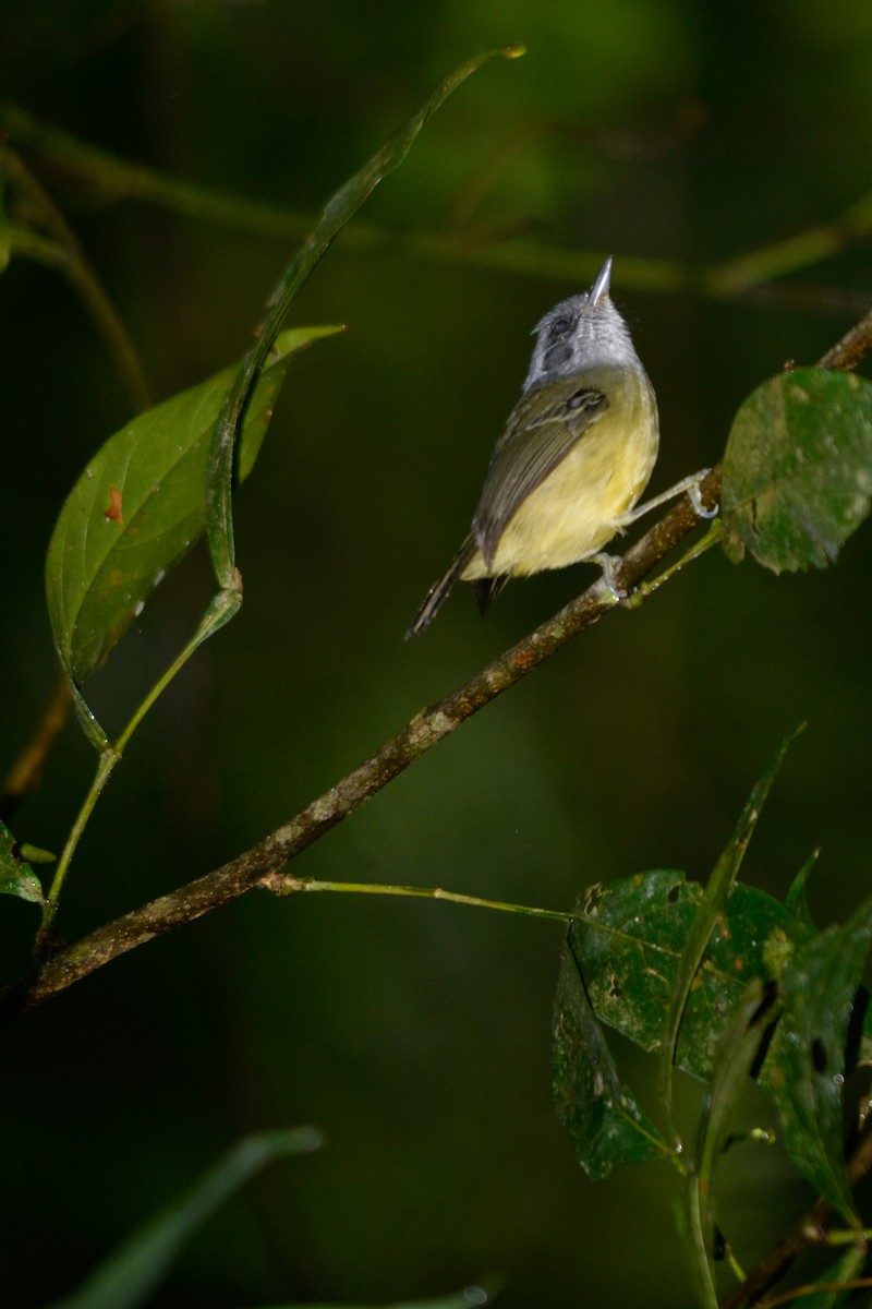 Plain Antvireo - ML281258541