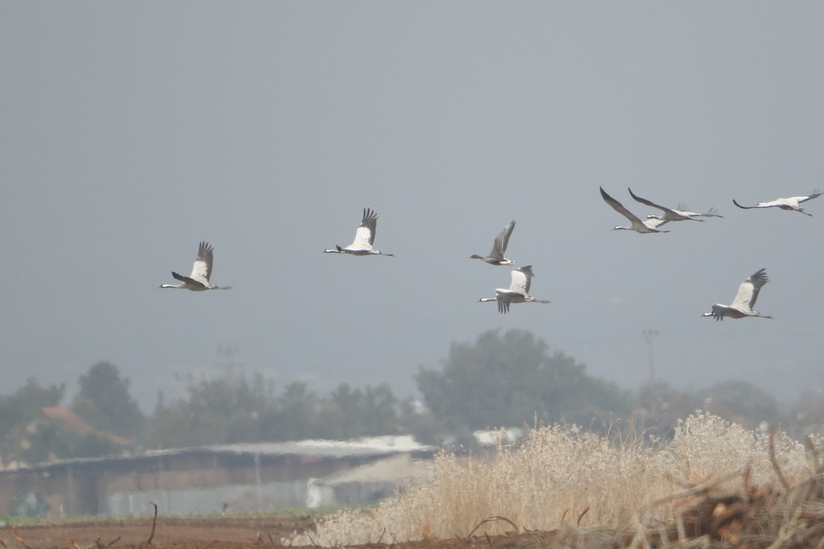 Tundra Bean-Goose - ML281261381