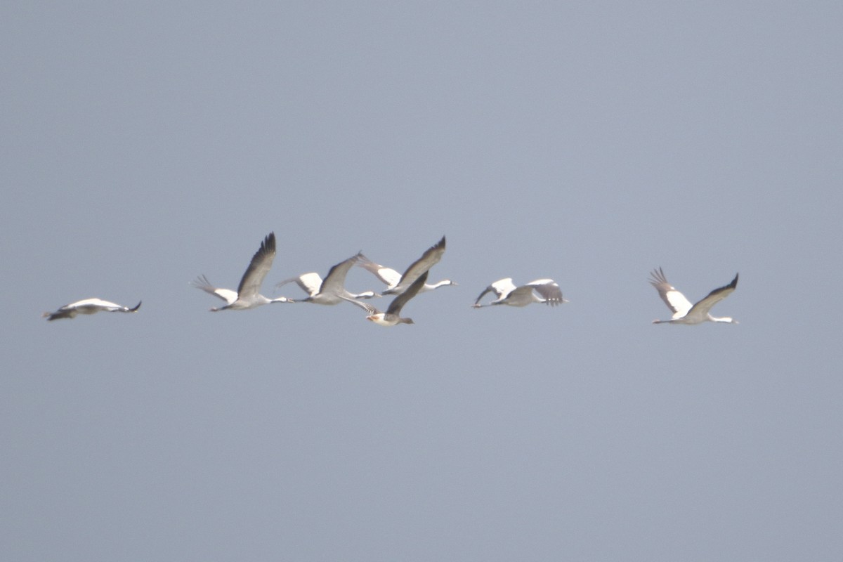 Tundra Bean-Goose - Ohad Sherer