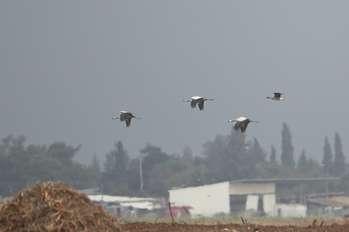 אווז אחו טונדרה - ML281261401