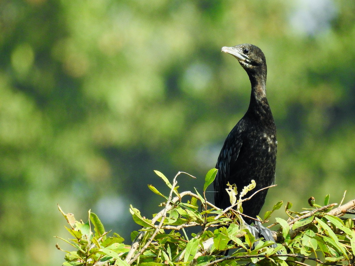 Little Cormorant - ML281261741