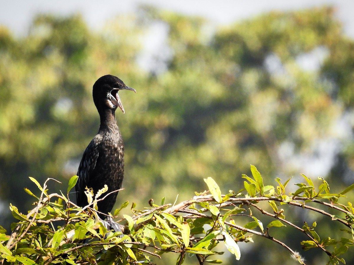 Little Cormorant - ML281261761