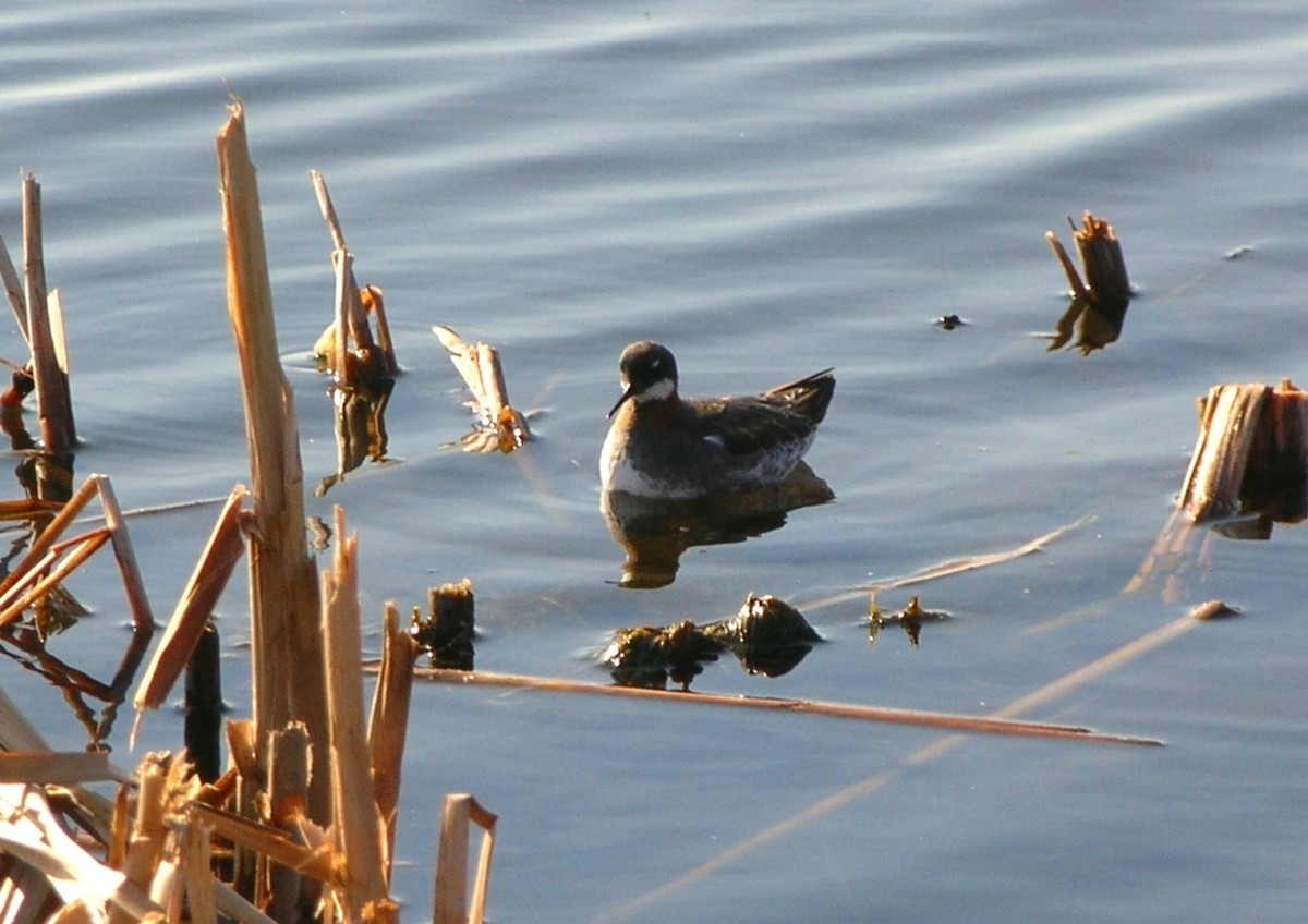 Red-necked Phalarope - ML281264451