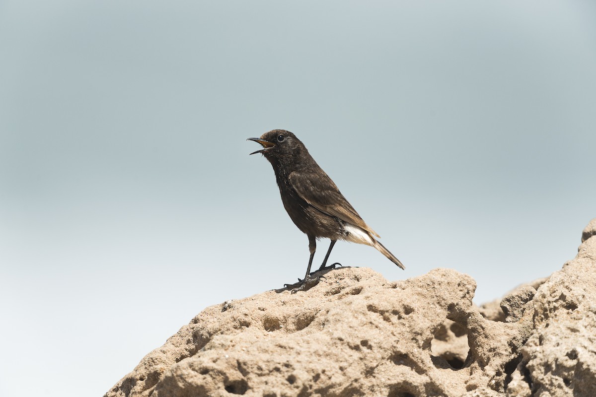 Black Wheatear - ML281264601