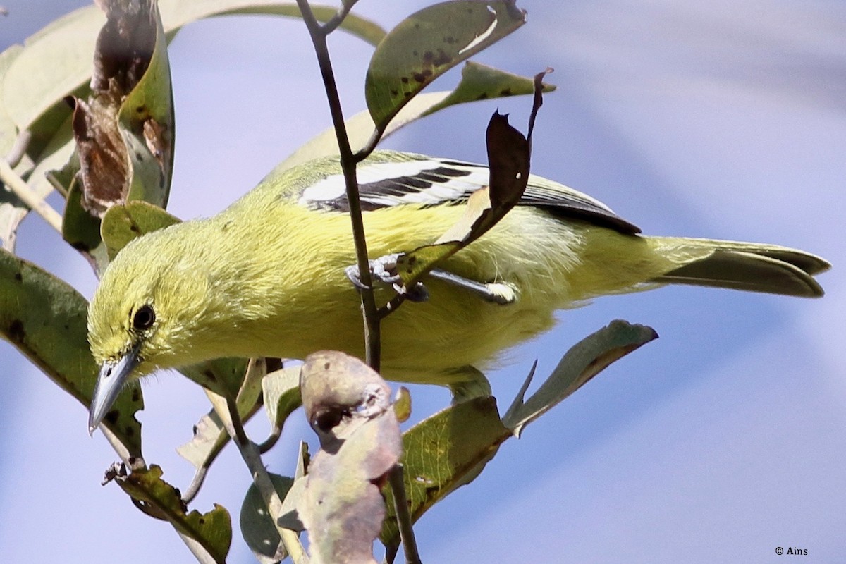 Common Iora - Ains Priestman