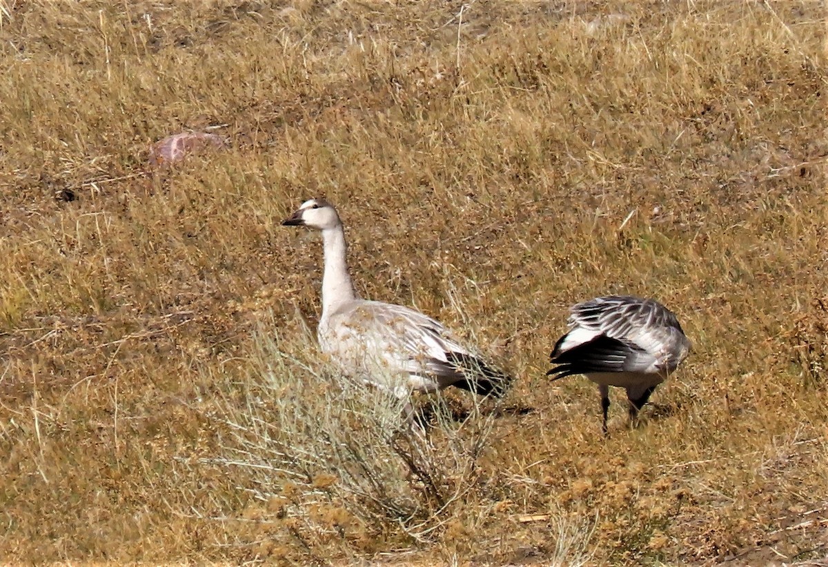 Snow Goose - Sandy Beranich