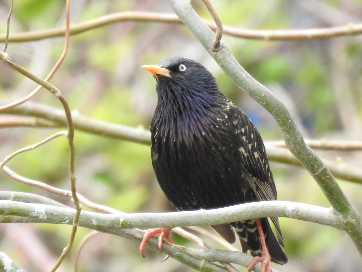 European Starling - ML281273561