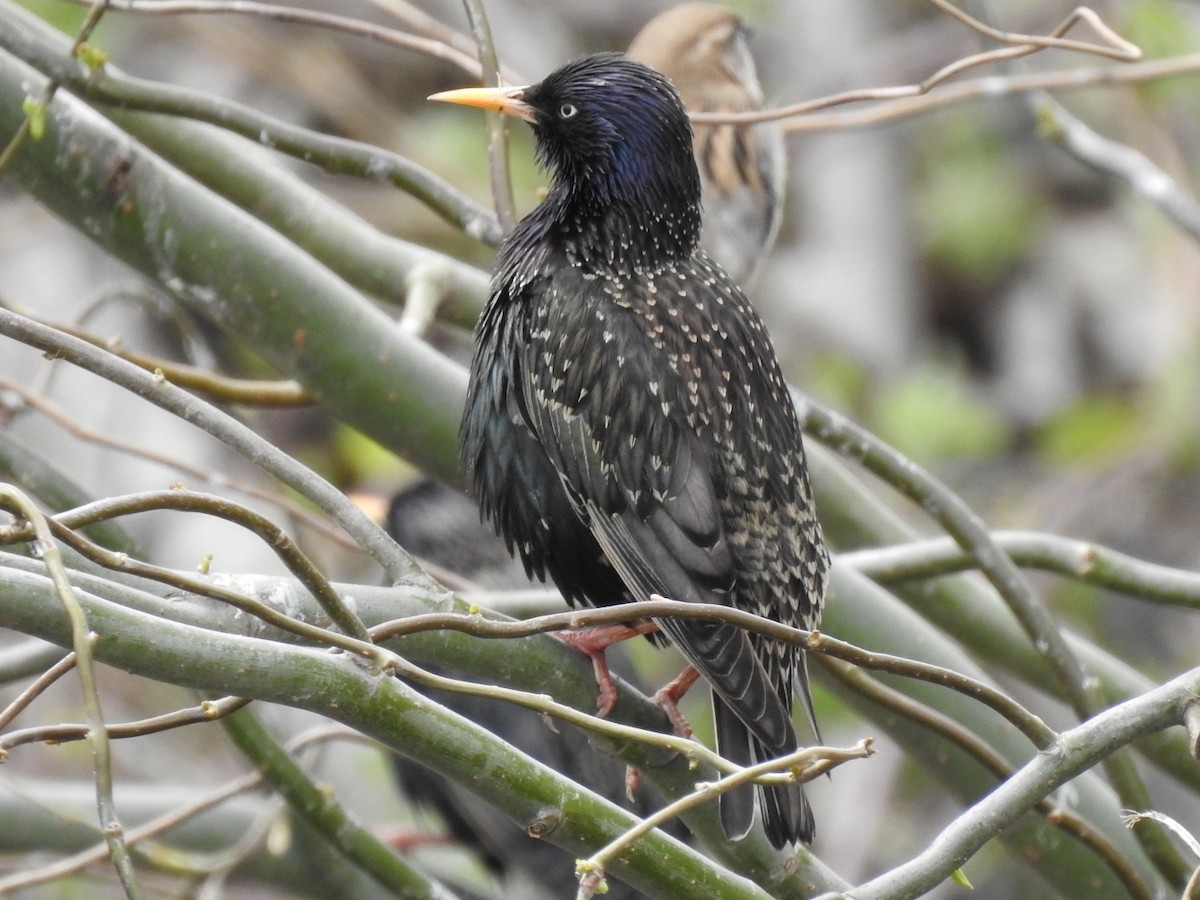 European Starling - ML281273701