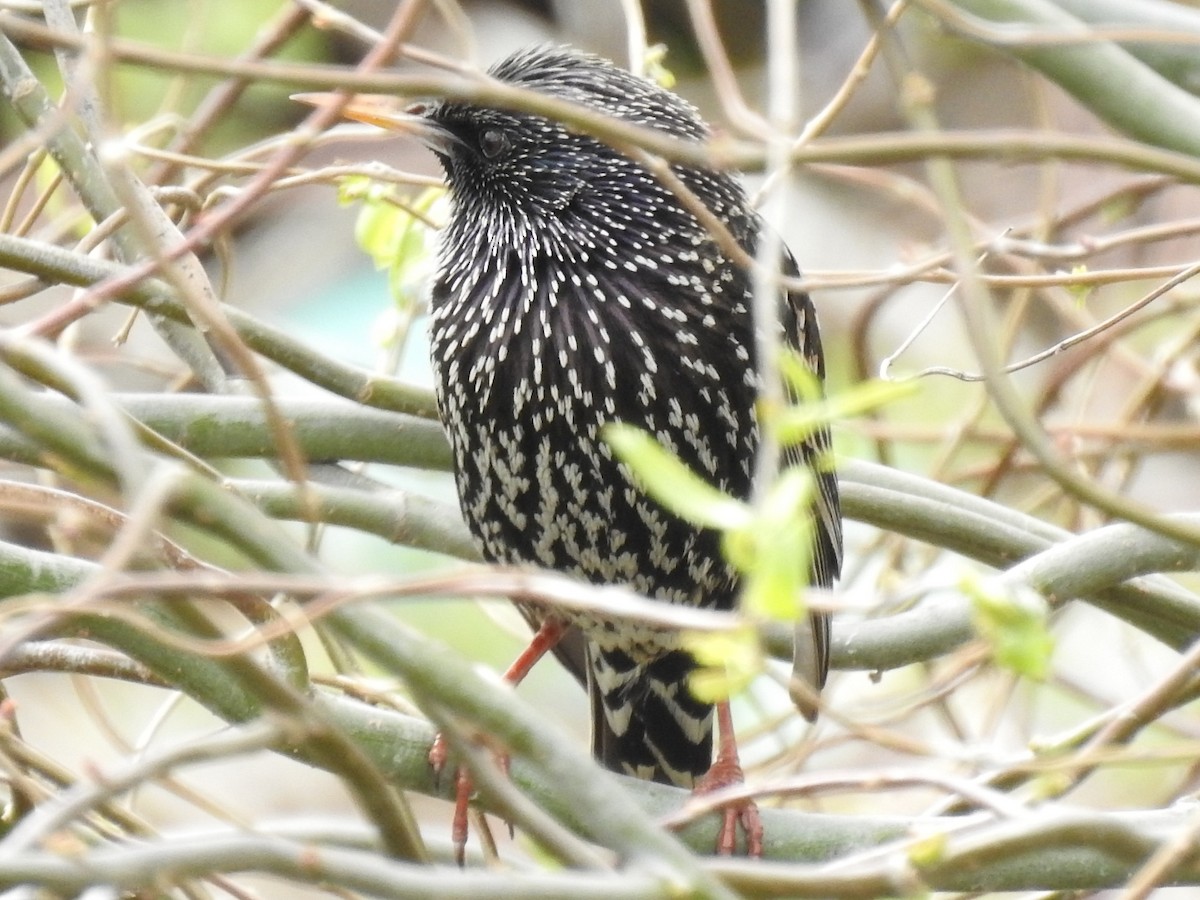 European Starling - ML281273711