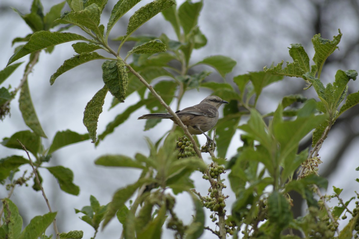 Chalk-browed Mockingbird - ML281276561