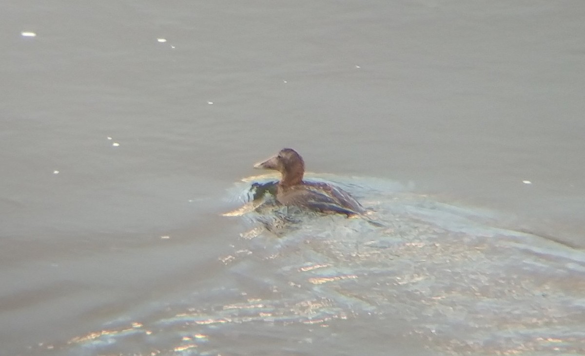 Common Eider - ML281278801