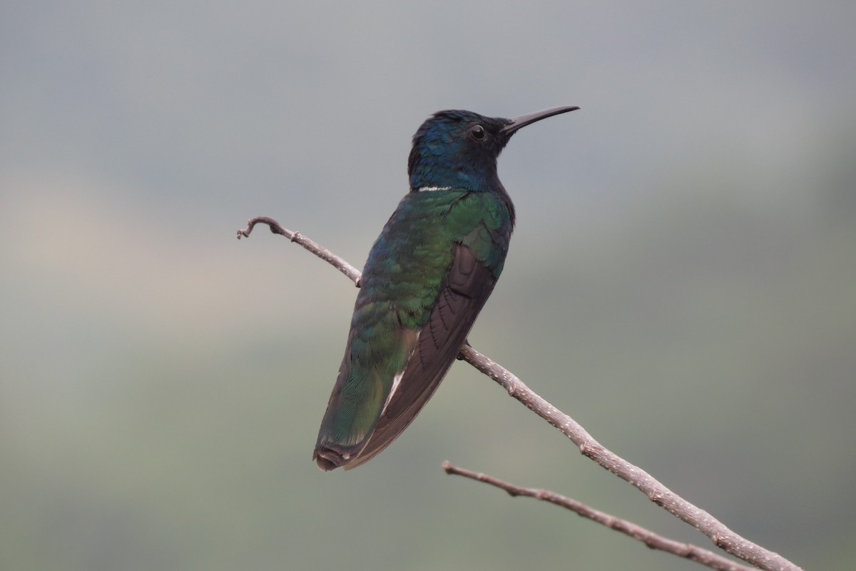 White-necked Jacobin - ML281278901