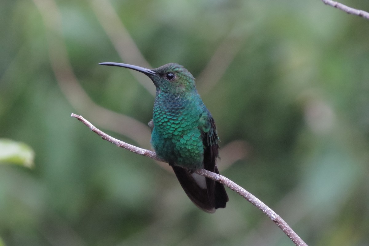 Colibrí de Buffon - ML281278991