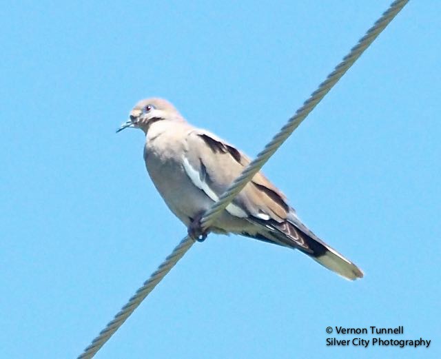 White-winged Dove - Vern Tunnell