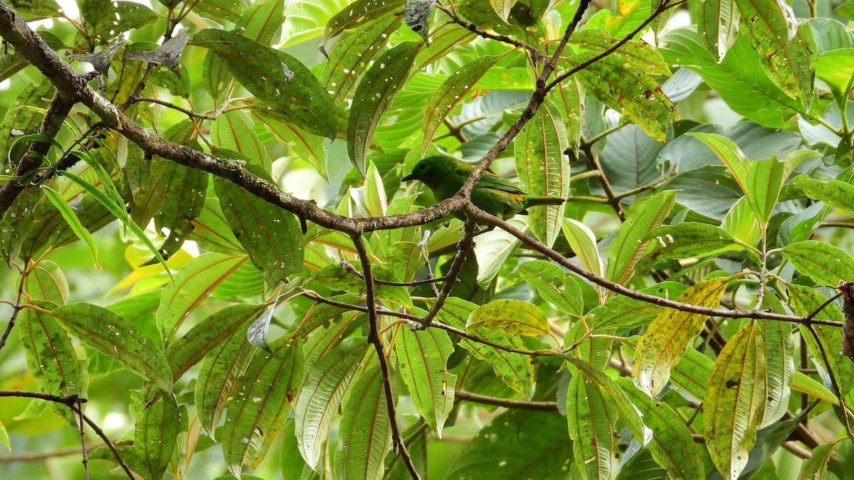 Orange-eared Tanager - ML281281611