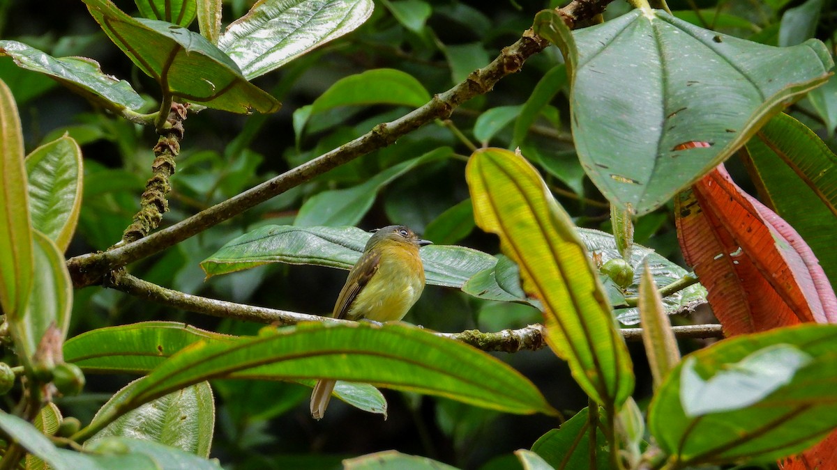 Rufous-breasted Flycatcher - ML281282121