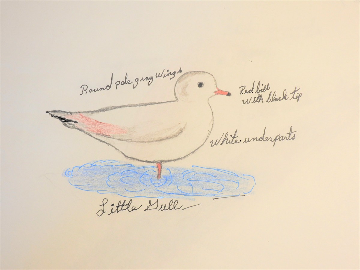 Little Gull - ML281282281