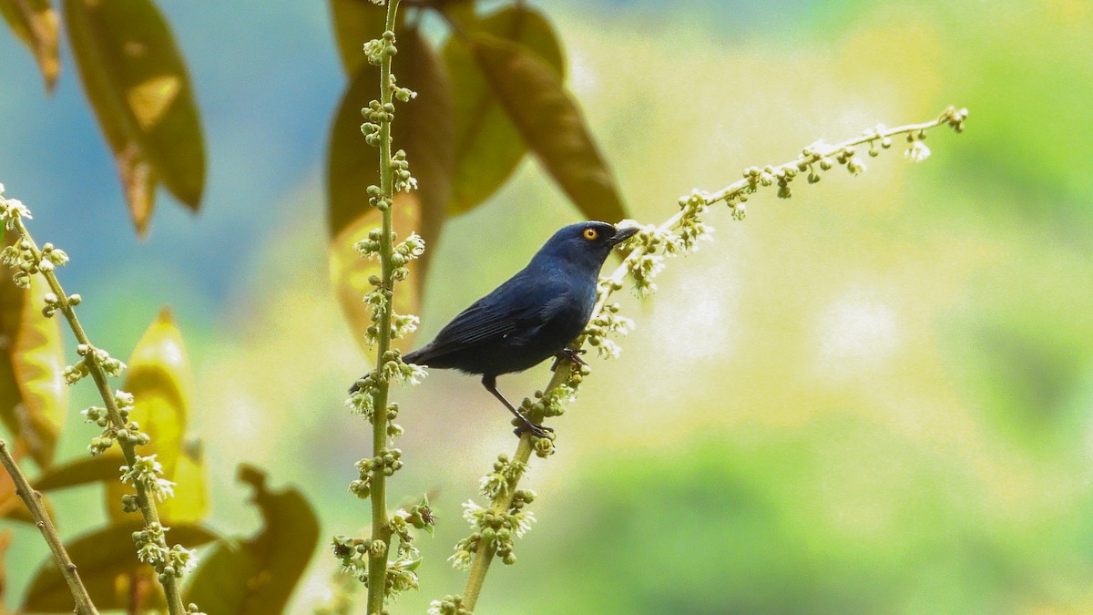 Deep-blue Flowerpiercer - ML281282991