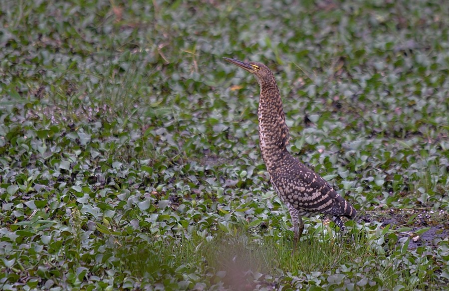 Rufescent Tiger-Heron - ML281283731