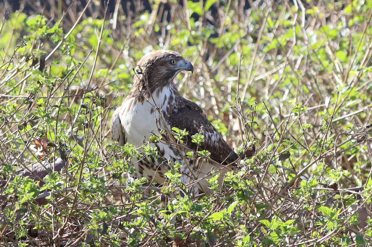 Red-tailed Hawk - ML281284021