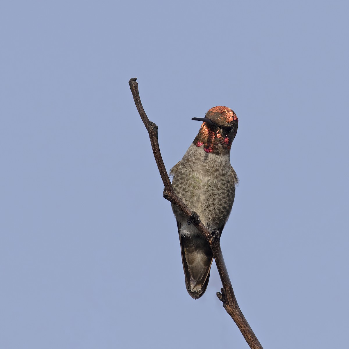 Anna's Hummingbird - ML281284641