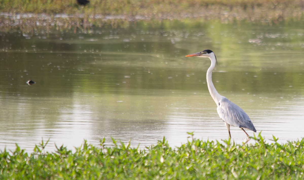 Cocoi Heron - LUCIANO BERNARDES