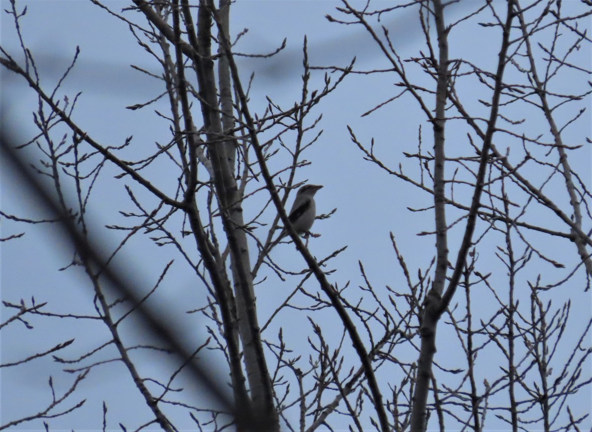 Northern Shrike - ML281287841