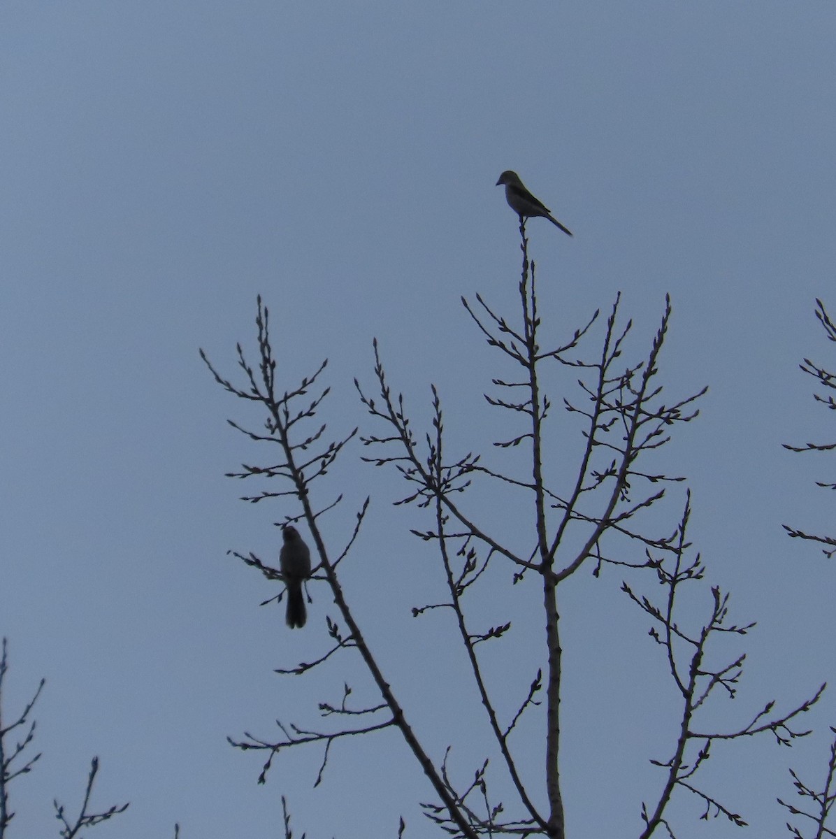 Northern Shrike - Michel Bourassa (T-R)