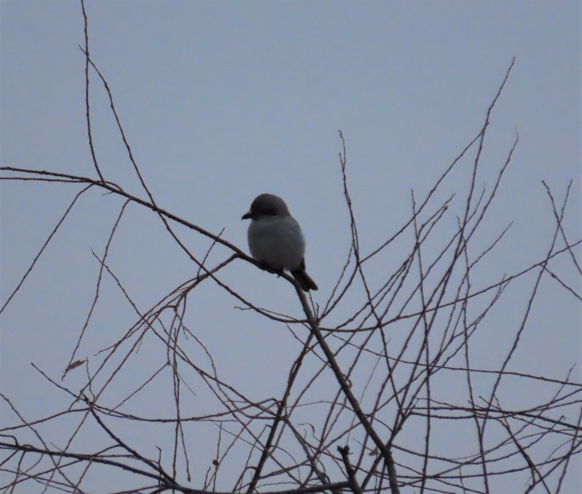 Northern Shrike - Michel Bourassa (T-R)