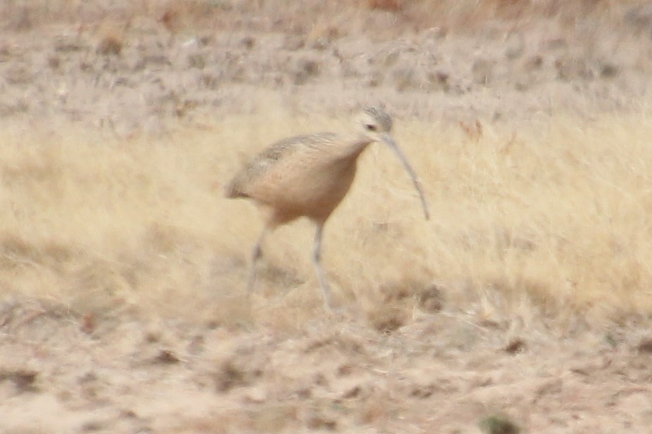 Long-billed Curlew - ML281288651