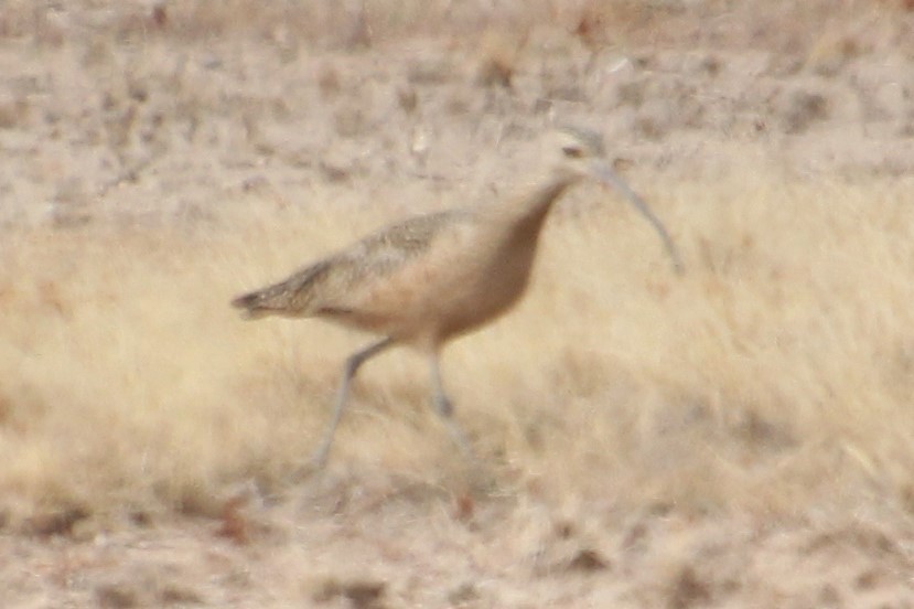 Long-billed Curlew - ML281288661