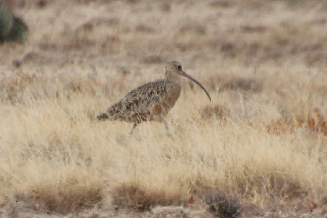 Long-billed Curlew - ML281288681