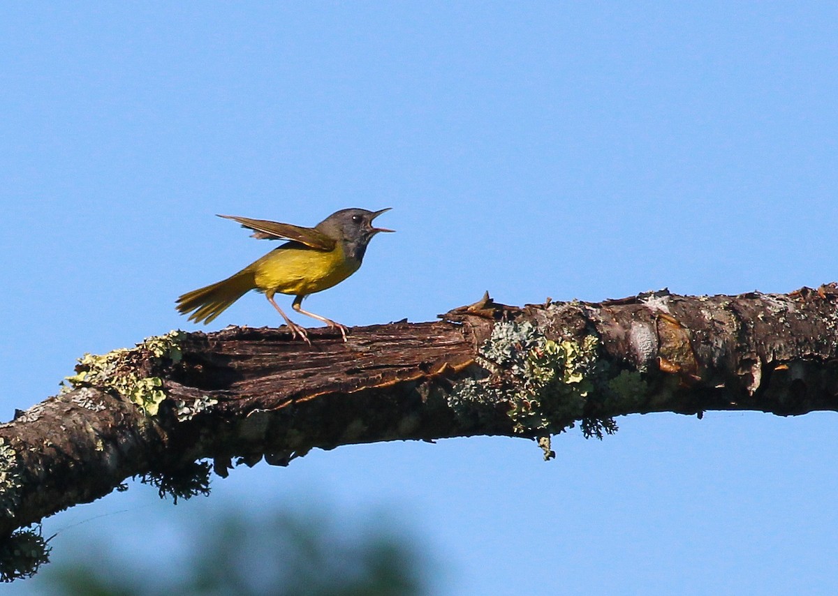 Mourning Warbler - Charlotte Farrell