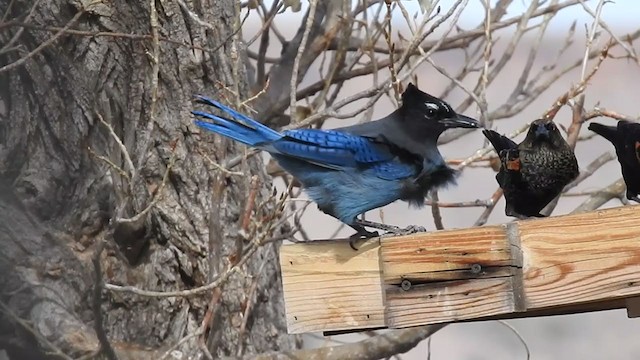 Steller's Jay - ML281294491